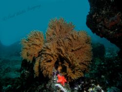 Reef Scene - Golden Gorgonian and Orange Bat Star. Taken ... by Frank M Virga 
